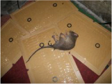 ネズミの駆除